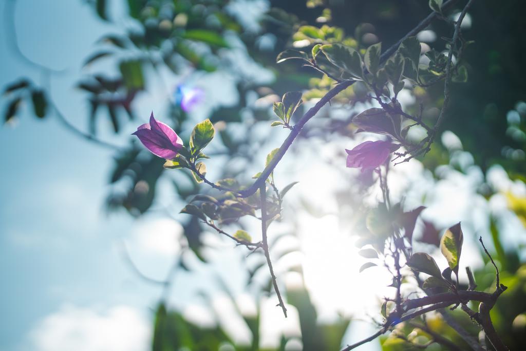 Villa Daksina Ubud Værelse billede
